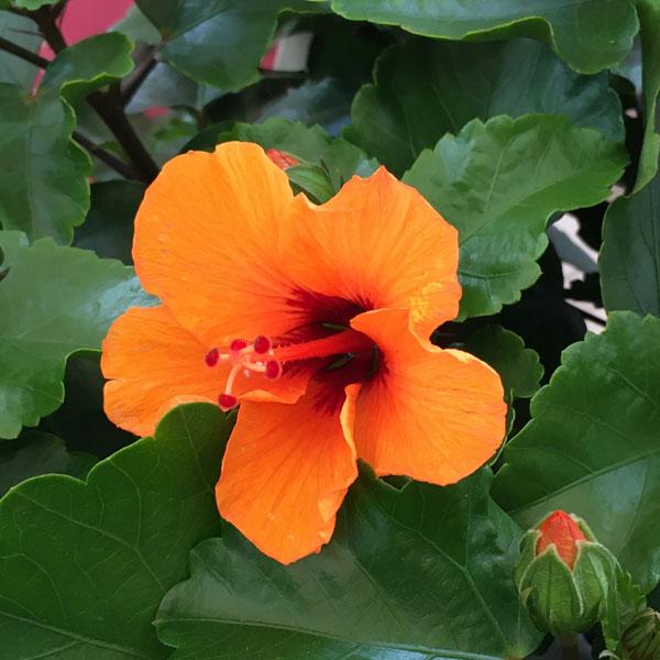 ハイビスカス ロングライフ プチオレンジ5号鉢植え 品質一番の