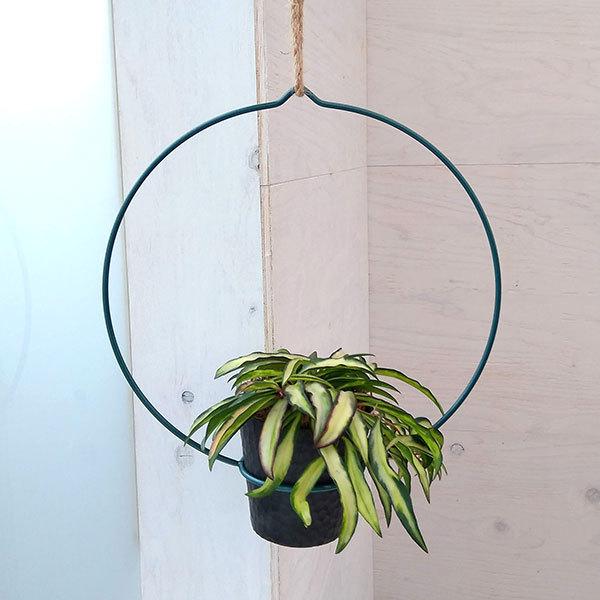 観葉植物 ホヤ ケンティアナ バリエガータ 3 5号 エコポット アーチリング仕立て 1598 園芸ネット 通販 Yahoo ショッピング