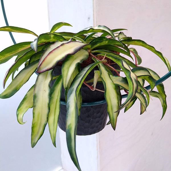 観葉植物 ホヤ ケンティアナ バリエガータ 3 5号 エコポット アーチリング仕立て 1598 園芸ネット 通販 Yahoo ショッピング