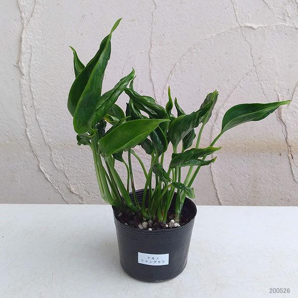 新登場 観葉植物 ポトス テルノシャングリラ3号ポット 4株セット Wantannas Go Id