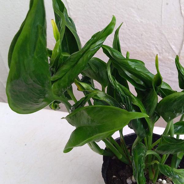 新登場 観葉植物 ポトス テルノシャングリラ3号ポット 4株セット Wantannas Go Id