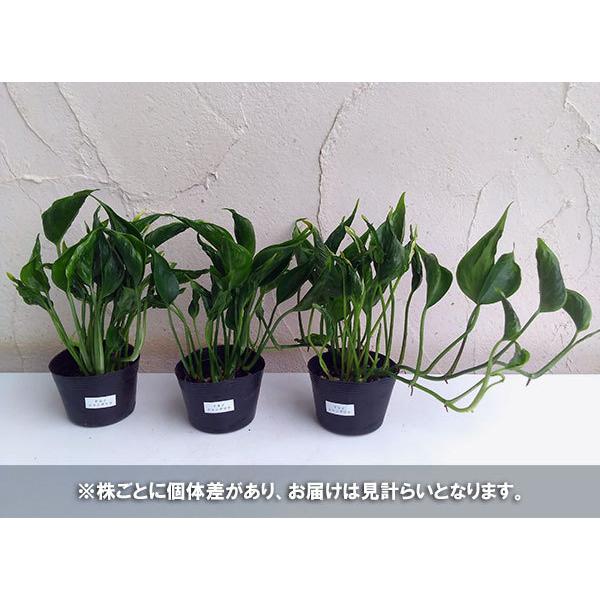 新登場 観葉植物 ポトス テルノシャングリラ3号ポット 4株セット Wantannas Go Id
