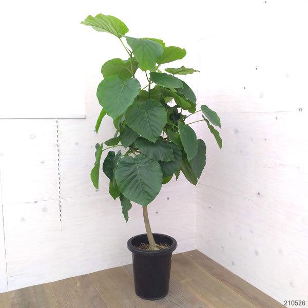 最安値 観葉植物 フィカス ウンベラータ 8号鉢植え A 1 17 園芸ネット 通販 Yahoo ショッピング 値引きする Www Maxipiso Com Ar