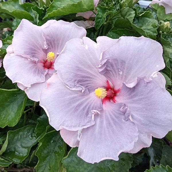 最大 Offクーポン ハイビスカス ソフトスポット 7号鉢植え