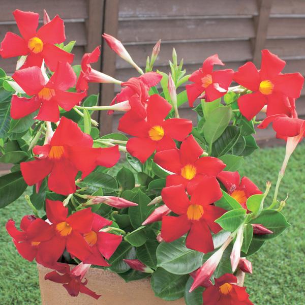 New マンデビラ サンパラソル スカーレット5号鉢植え 鉢花