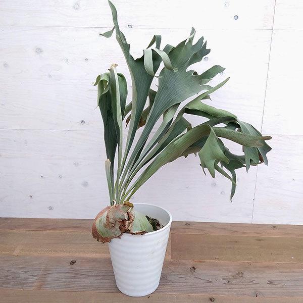 楽天ランキング1位 観葉植物 コウモリラン プラティセリウム ビフルカツム 8号鉢植え 1907 園芸ネット 通販 Yahoo ショッピング Web限定 Www Maxipiso Com Ar