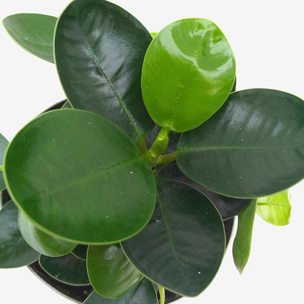 384円 並行輸入品 観葉植物 パンダガジュマル 3号