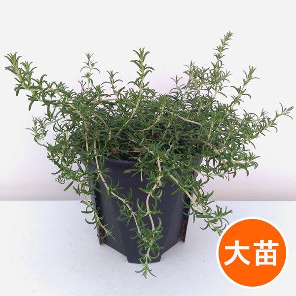 花木 庭木の苗 ローズマリー ほふく性 プロストラータス6号鉢植え Sonicacts