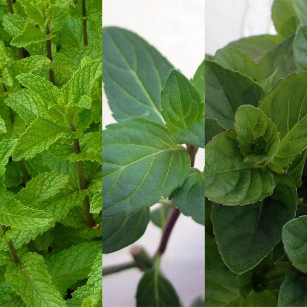 ハーブの苗 ミント3種セットm スペア モヒート クールミント 新品 送料無料