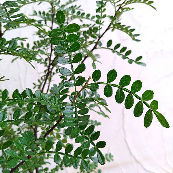 野菜の苗 山椒 サンショウ 常緑サンショウ トキワサンショウ 2 5号ポット Belle