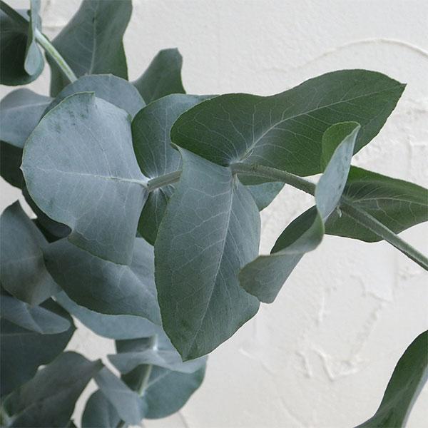 グランドセール 花木 庭木の苗 ユーカリ ブルーガム グロブルス 6号ポット