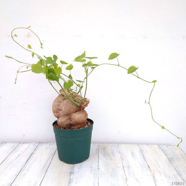 最新の激安 観葉植物 ステファニア ヴェノーサ 6号鉢植え A 3 1795 園芸ネット 通販 Yahoo ショッピング 格安人気 Cycover Com