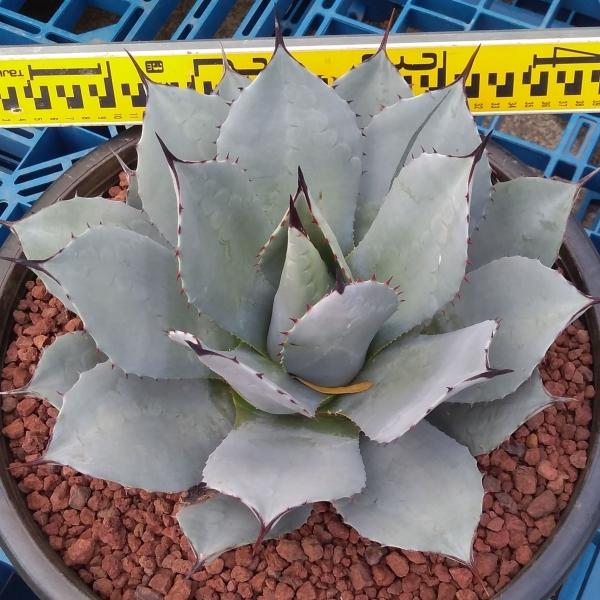 観葉植物 アガベ パリー ホーチエンシス45cmポット 吉祥天 19 園芸ネットの観葉植物 アガベ パリー ホーチエンシス45cmポット 吉祥天 19ならショッピング ランキングや口コミも豊富なネット通販 更にお得なpaypay残高も スマホアプリも充実で毎日