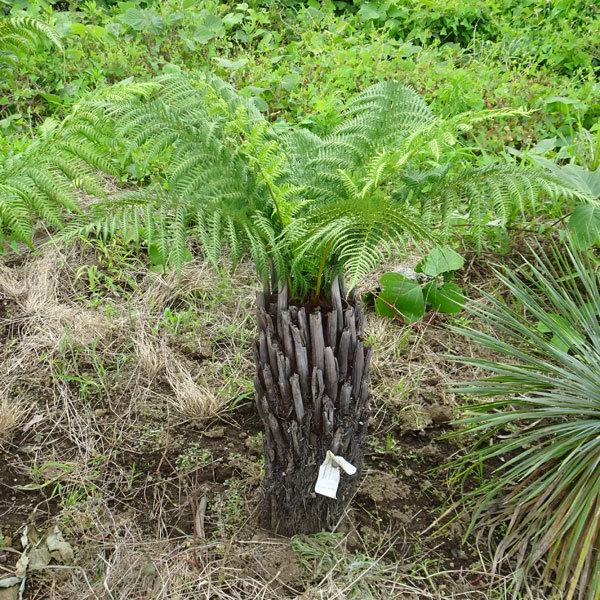花木 庭木の苗 木性シダ ディクソニア 園芸ネットの花木 幹の高さ90cm前後 ならショッピング ランキングや口コミも豊富なネット通販 更にお得なpaypay残高も スマホアプリも充実で毎日どこからでも気になる商品をその場でお求めいただけます 花 ガーデニング 裸