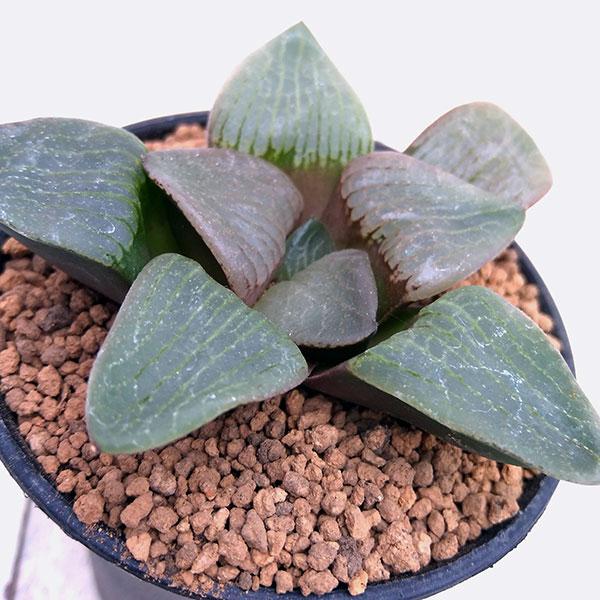 1329円 新作販売 観葉植物 希少美品ハオルチア 月光 2 5号