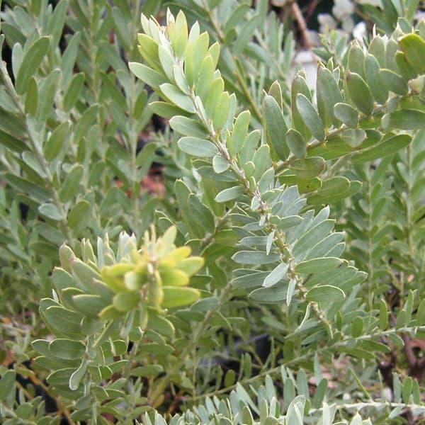 花木 庭木の苗 アカシア ブルーブッシュ3 5号ポット Cafe Mabelle De