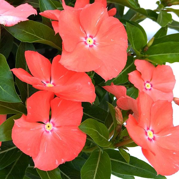 永遠の定番モデル 草花の苗 ニチニチソウ 日々草 夏みかん3 5号ポット 6株セット