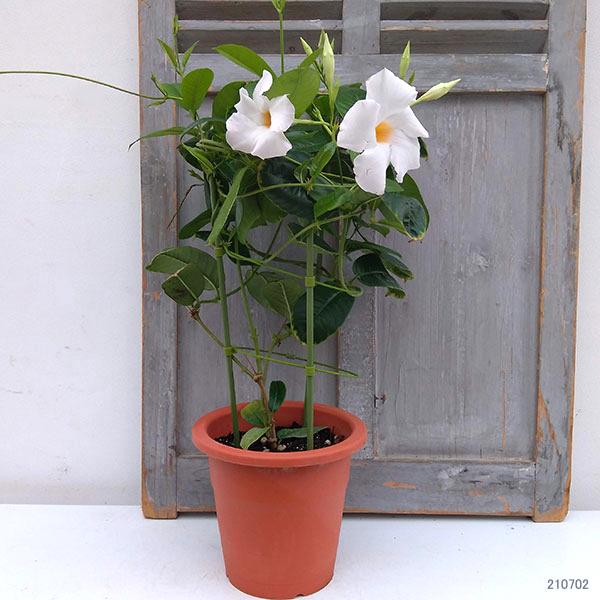 新入荷 流行 マンデビラ サンパラソルジャイアント ホワイト6号鉢植え Aynaelda Com