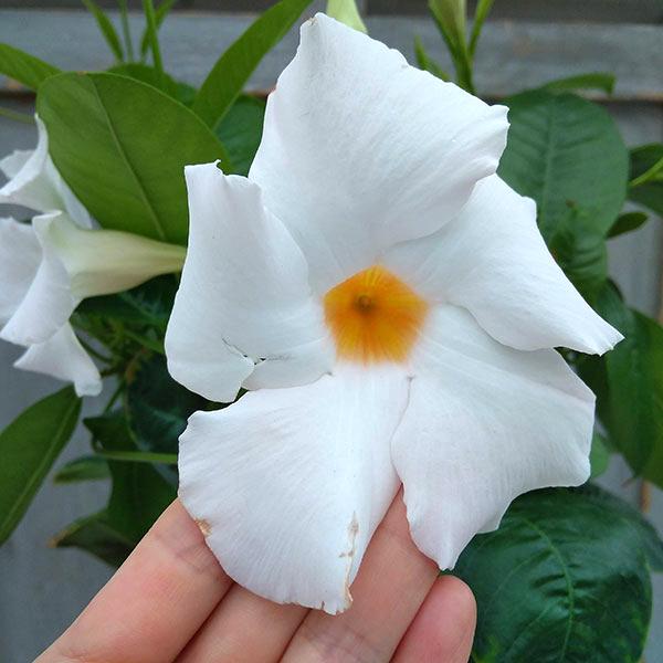 新入荷 流行 マンデビラ サンパラソルジャイアント ホワイト6号鉢植え Aynaelda Com