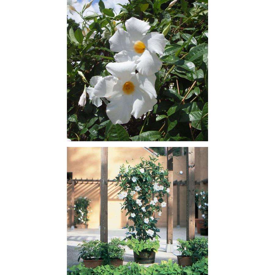 新入荷 流行 マンデビラ サンパラソルジャイアント ホワイト6号鉢植え Aynaelda Com