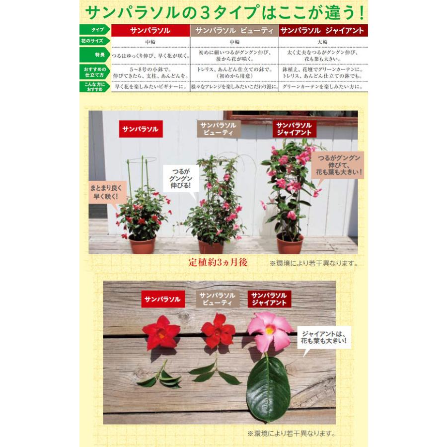 新春福袋21 マンデビラ サンパラソルジャイアント ピンク6号鉢植え