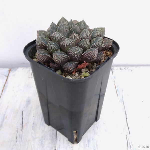 観葉植物 ハオルチア ミラーボール 3 5号 園芸ネット 通販 Yahoo ショッピング