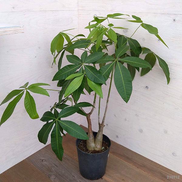 観葉植物 パキラ グラブラ 実生苗 7号鉢植え A 5 園芸ネット 通販 Yahoo ショッピング