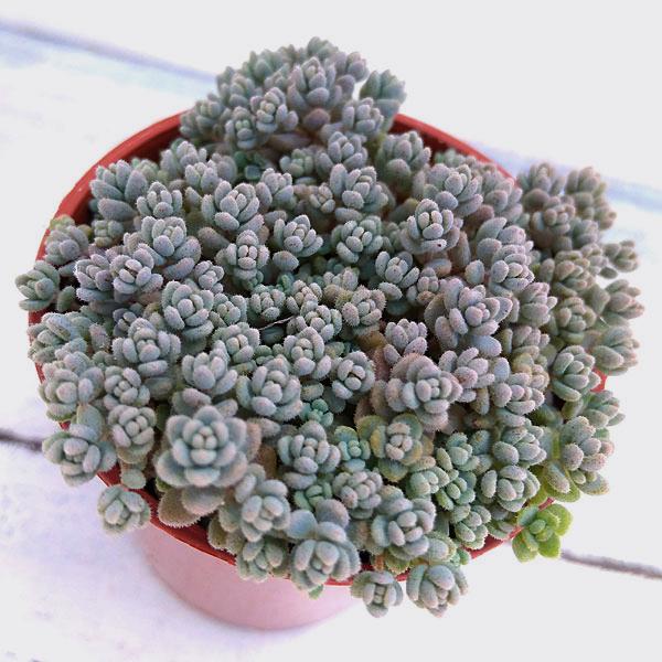 観葉植物 セダム ダシフィルム姫星美人 ヒメホシビジン 2号ポット 2株セット 園芸ネット 通販 Yahoo ショッピング