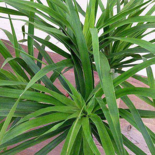 観葉植物 ドラセナ カンボジアーナ 6号鉢植え 園芸ネット 通販 Yahoo ショッピング