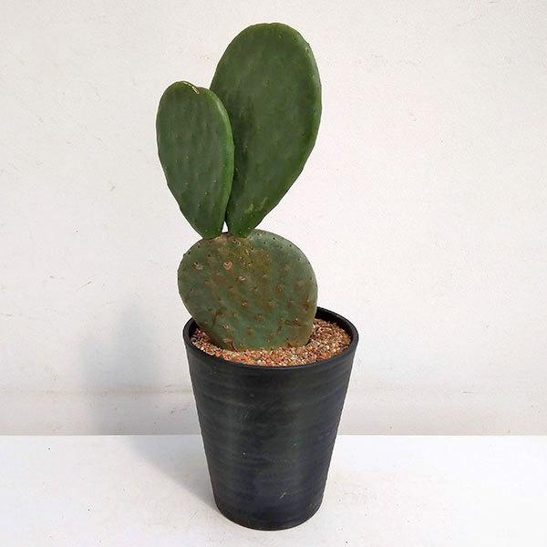 観葉植物 棚卸セール ウチワサボテン 7号鉢植え A 1 期間限定 最安値挑戦