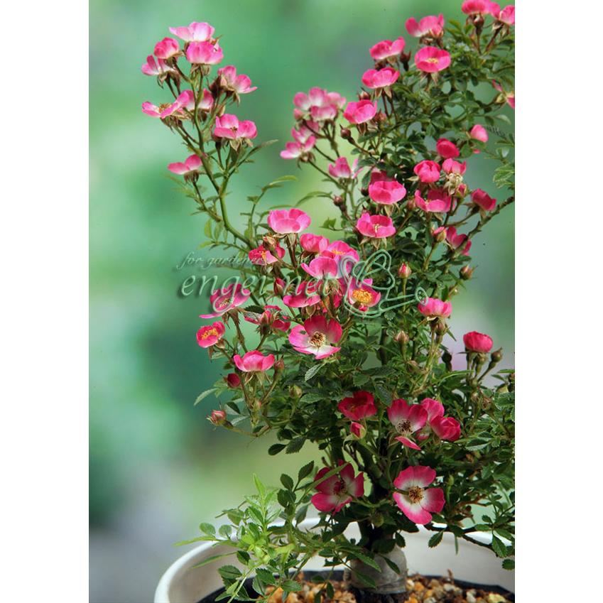 バラの苗 ミニバラ 愛美 あみ 挿し木苗3 5号ポット 園芸ネット 通販 Yahoo ショッピング