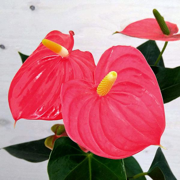 観葉植物 アンスリウム エスド 赤 4号プラ鉢入り 花 ガーデニング