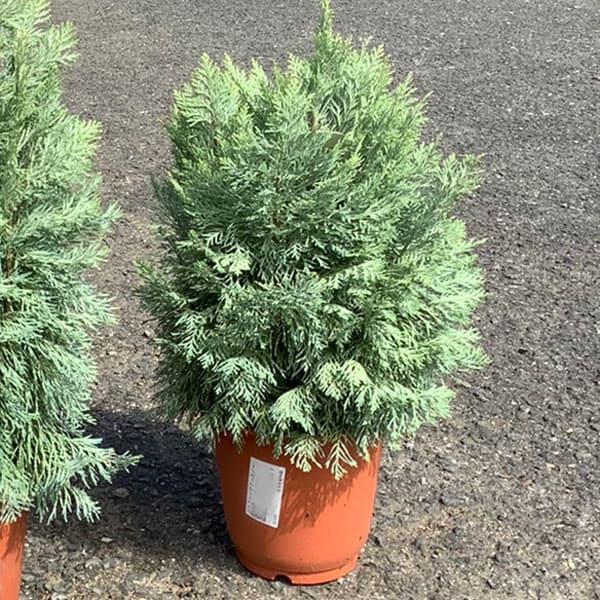 数量限定 花木 庭木の苗 コニファー ローソンヒノキ サマースノー6号ポット Wantannas Go Id