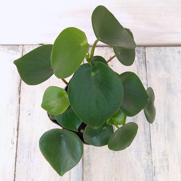 業界no 1 観葉植物 ぺぺロミア ジェイド 3号鉢植え Wantannas Go Id