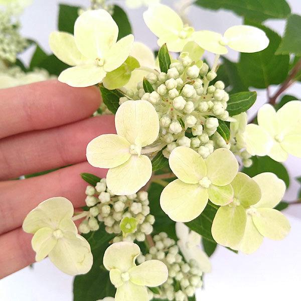 ノリウツギ 品種の商品一覧 通販 Yahoo ショッピング