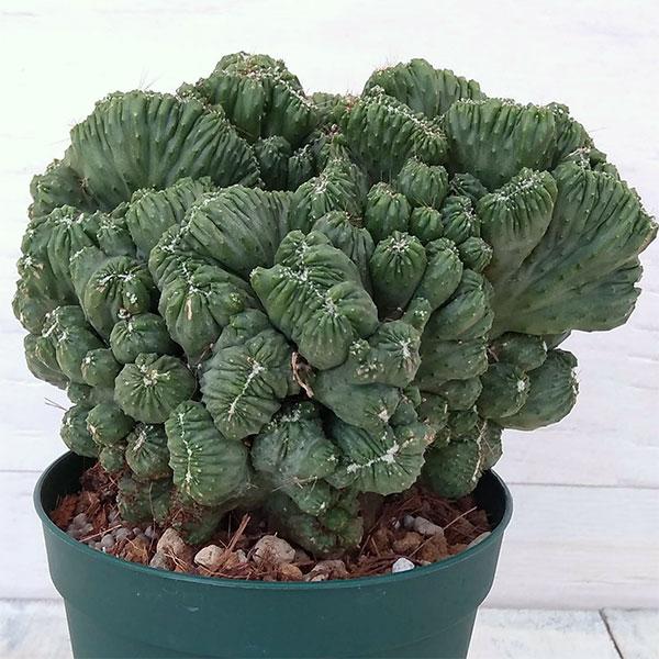 宅配 観葉植物 サボテン 金獅子 3 5号鉢植え Wantannas Go Id