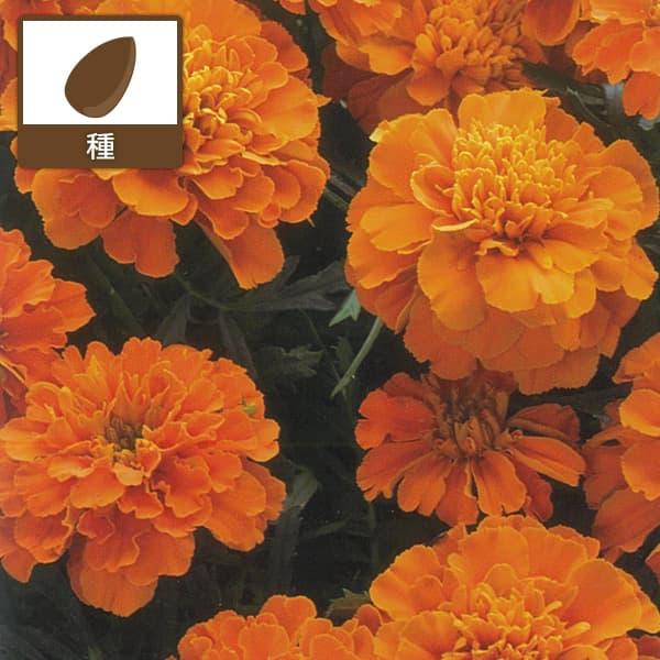 一部予約 フレンチマリーゴールド ボナンザ ディープオレンジ タキイ 花タネ