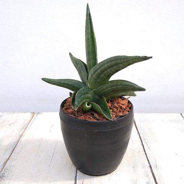 観葉植物 サンセベリア パテンス3 5号 Sicspace Net