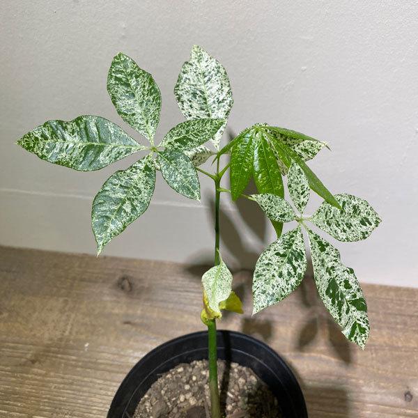 売りオーダー 通販 送料無料 観葉植物 パキラ ミルキーウェイ 実生 5号 白斑実生株 商品番号224 Yahoo ショッピング 16 園芸ネット 特売 割引 Upliftingstar Com