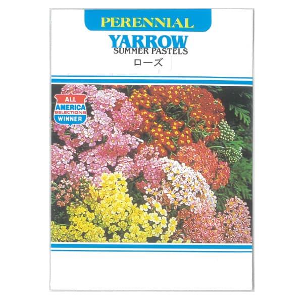 新作製品 世界最高品質人気 ヤロー ローズ の種 ハーブのタネ