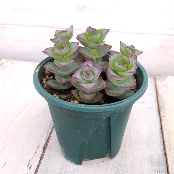 多肉植物 Sweets木の葉挿し組 カフェラテ ネコポス送込む Whirledpies Com