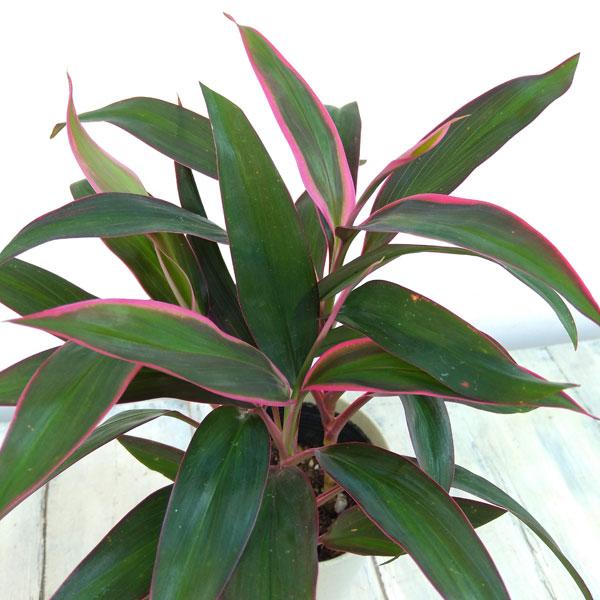 観葉植物 コルジリネ 68 Off コルディリネ レッドエッジ 4号鉢入り