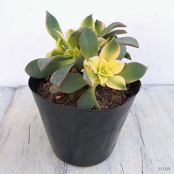 人気急上昇 観葉植物 多肉植物 アエオニウム キウイ 夕映え 4号ポット Wantannas Go Id