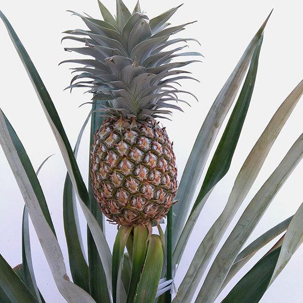 果樹の苗 パイナップル ホワイトパイナップル8号鉢植え 実付き 果樹 Campaign Gaia My