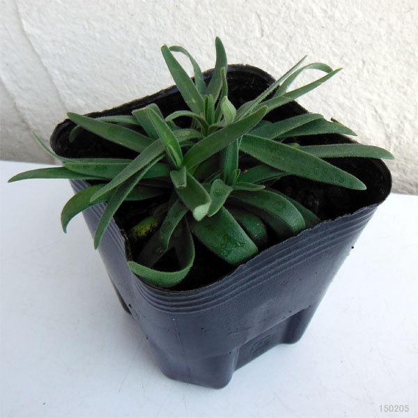 草花の苗 宿根かすみ草 高性3号ポット 2株セット 園芸ネット 通販 Yahoo ショッピング