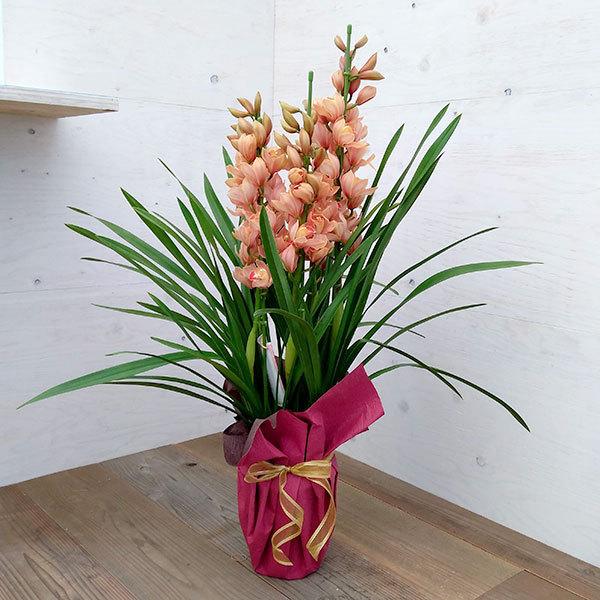 爆売り シンビジウム ピエレッテ ミルクティ5本立ち6号鉢植え おまかせラッピング ギフトにおすすめの蘭 宅送 Turningheadskennel Com