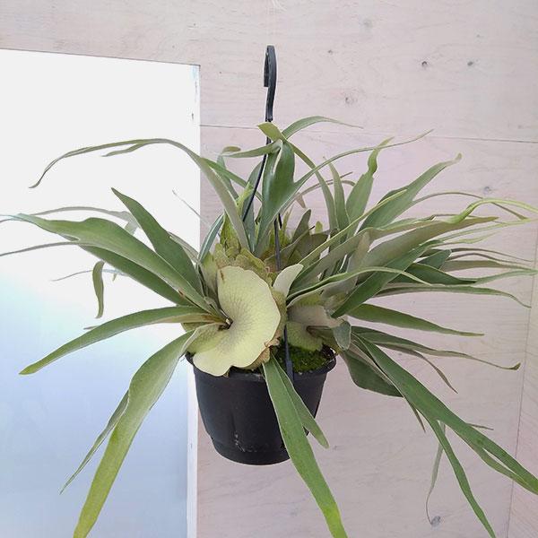 円 93 Off 観葉植物 コウモリラン ベイチー 7号吊り鉢