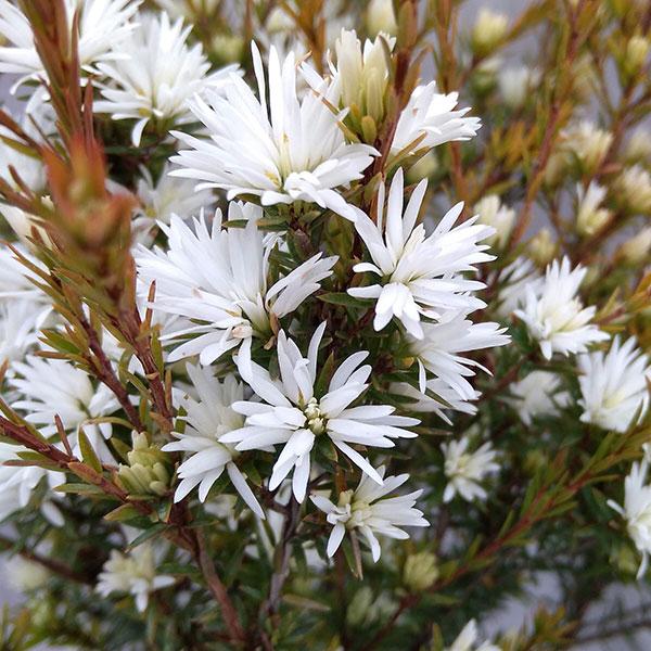 オーストラリアの花 花 ガーデニング の商品一覧 通販 Yahoo ショッピング