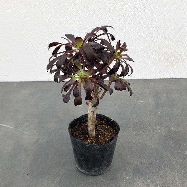 最大63 Offクーポン 観葉植物 アエオニウム 黒法師 クロホウシ 群生株 3号 Wantannas Go Id