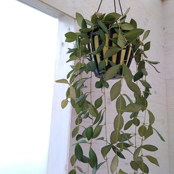 珍しい 観葉植物 ホヤ ザンバレス Pg04 5号吊り鉢